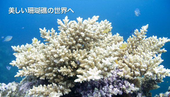 美しい珊瑚礁の世界へ