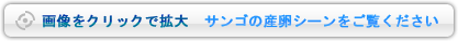 画像をクリックで拡大　サンゴの産卵シーンをご覧ください。